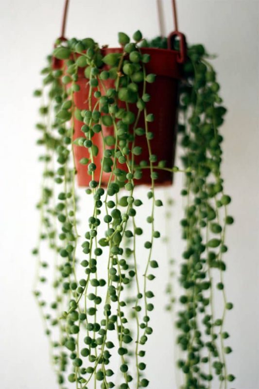 TDy-Corners-indoor-String-of-Pearls-Plant